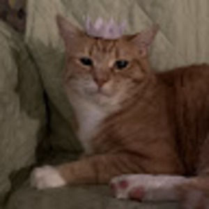 Meet your Posher, Cara